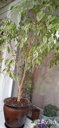 Фикус бенджамина пестролистный