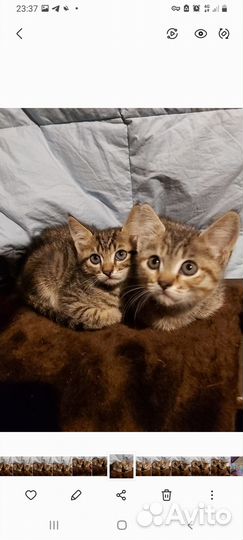 Котята на улице