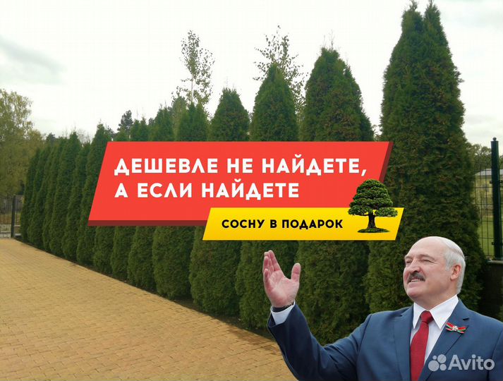 Туя Брабант 1,5 м