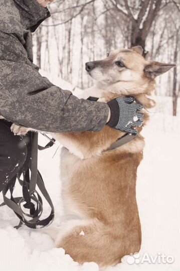 Собака в добрые руки отдам бесплатно