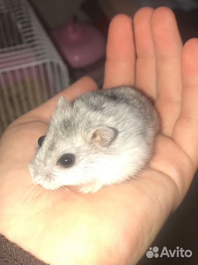 Хомяки вместе с клеткой