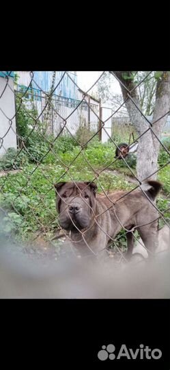 Шарпей бесплатно