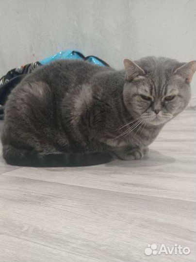 Британская Кошка