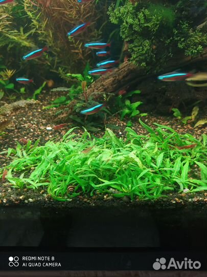 Аквариумные растения