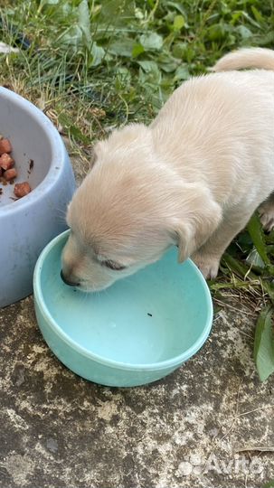 Маленькая собака