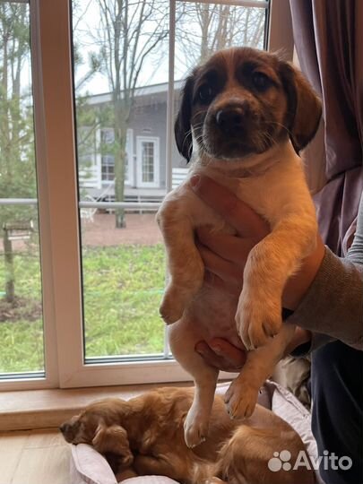 Щенки кокер спаниеля