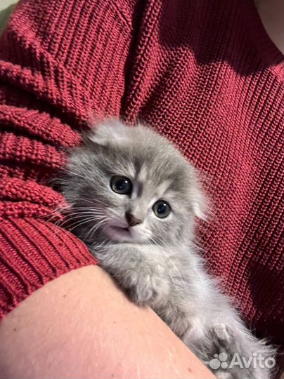 Вислоухий котенок