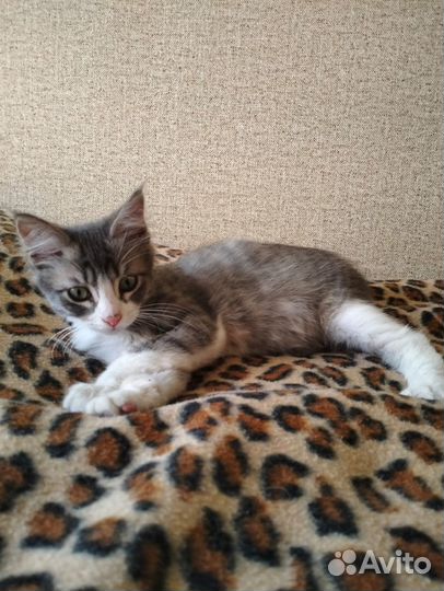 Котенок (мальчик)