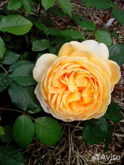 Роза Golden Celebration (Austin, 1992)