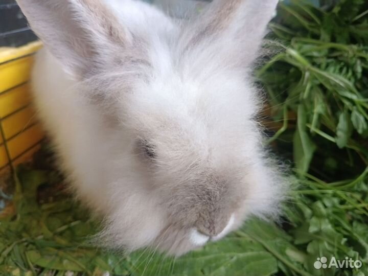 Кролик декоративный