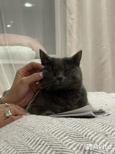 Британский котенок (девочка) в добрые руки