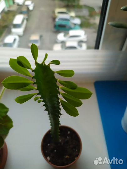 Молочай трехгранный