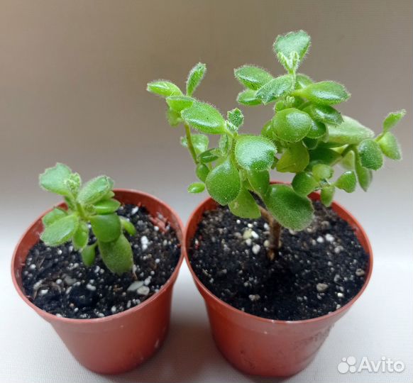 Котиледон войлочный