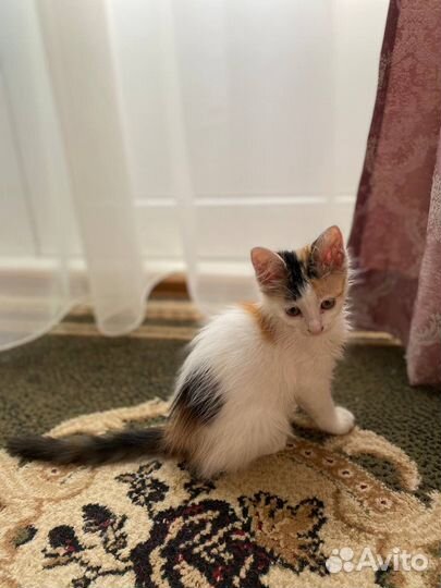 Котенок в добрые руки