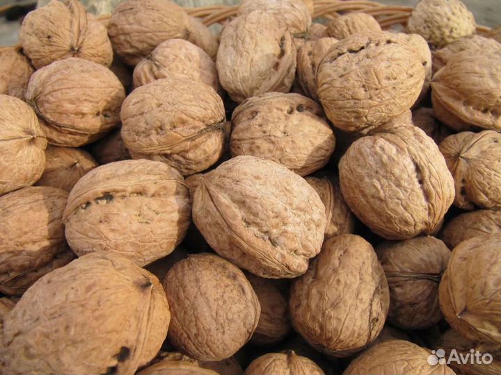 Грецкий орех саженцы