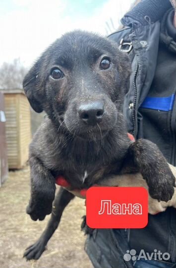 Щенки из приюта в добрые руки (девочки)