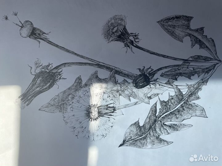 Алоэ Картина графика тушь постер зарисовка