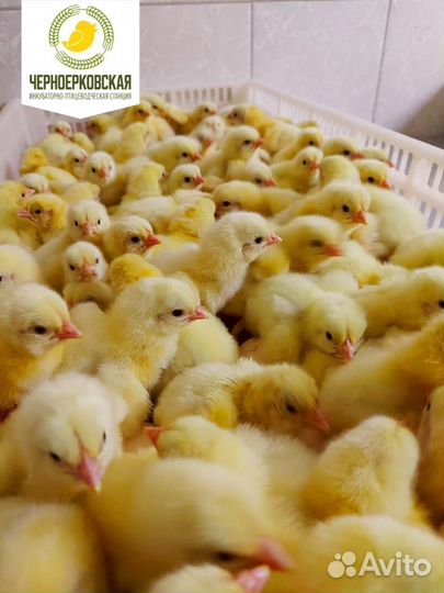 Суточные цыплята бройлера кобб 500