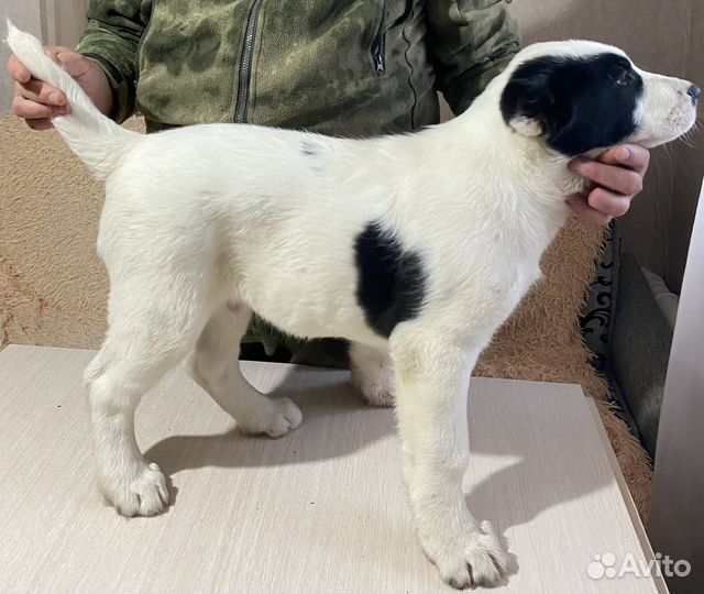 Среднеазиатская овчарка алабай щенки