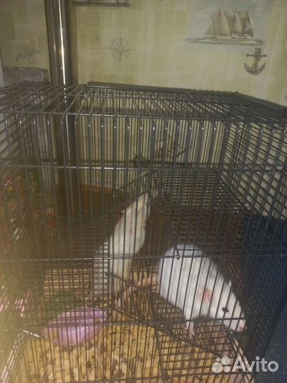 Крысы, хаски