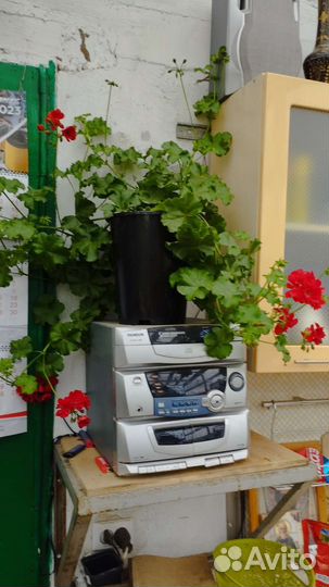 Пеларгония герань плющелистные