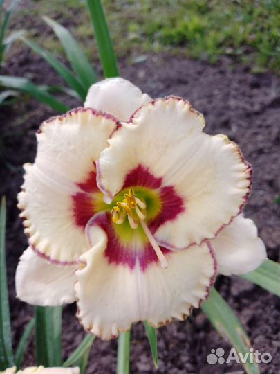 Лилейники сортовые