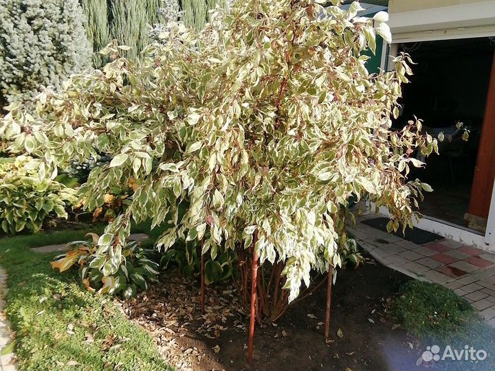 Дерен пестролистный 3 года