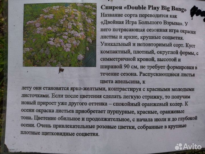 Спирея в ассортименте