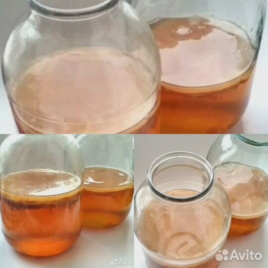 Чайный гриб