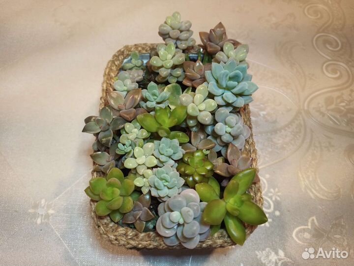 Композиция из суккулентов