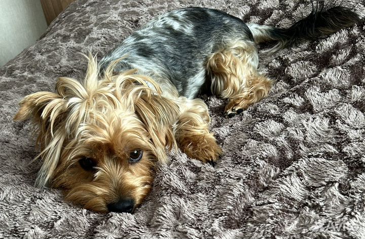 Йоркширский терьер вязка