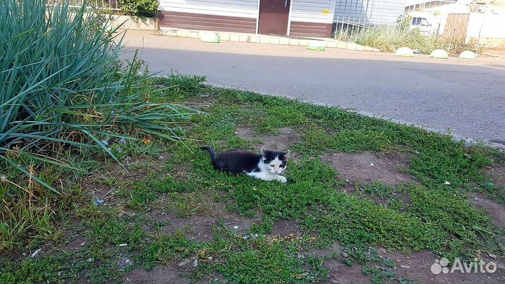 Котик в опасности