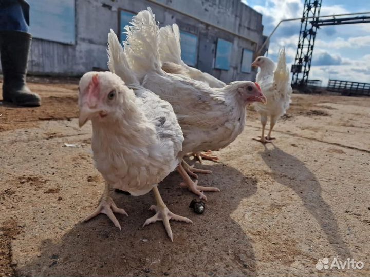 Куры молодки несушки