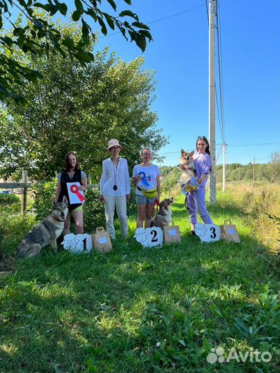 Воспитание и дрессировка собак