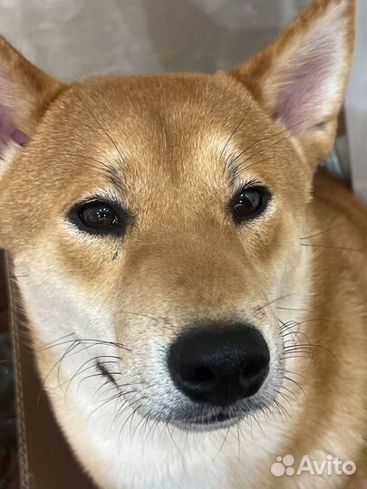 Вязка сиба-ину