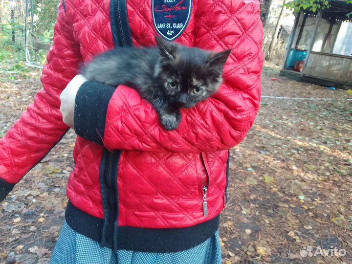 Кошечка черепахового окраса