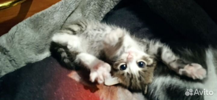 Котята 1.5 месяца