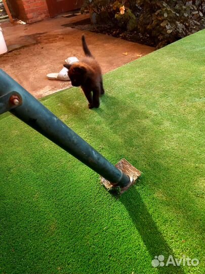 Котик в дар