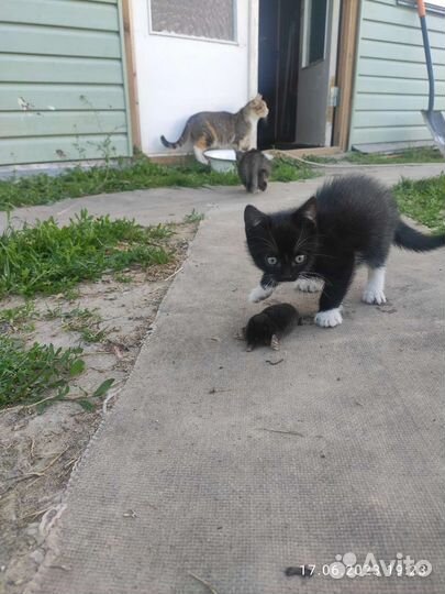Отдам котят от мышеловки