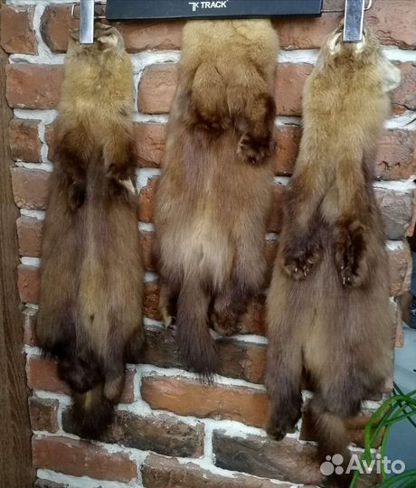 Шкурки соболя