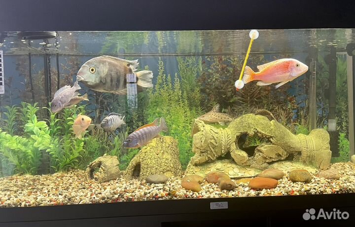 Аквариум с тумбой и рыбками