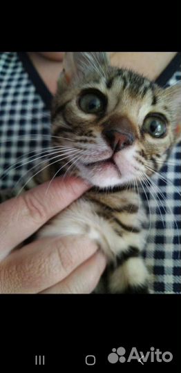 Котята бенгалы
