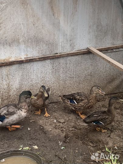 Подсадные утки