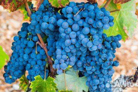 Виноград винных сортов