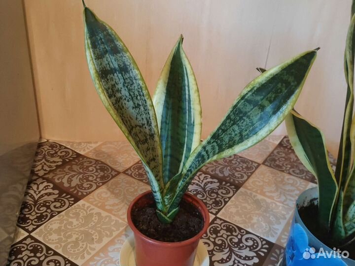 Сансевьера