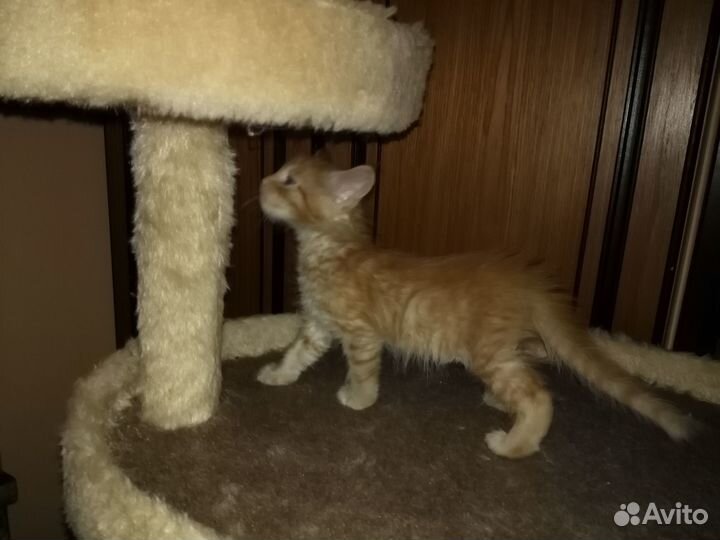 Котята мейн-кун