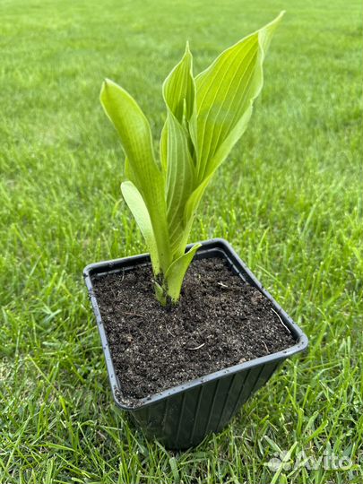 Хоста растение