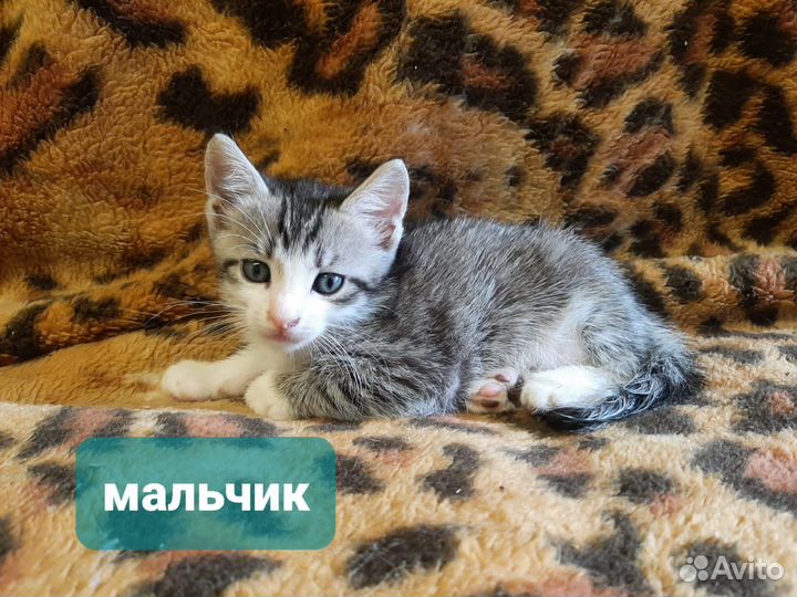 Кошки в добрые руки бесплатно