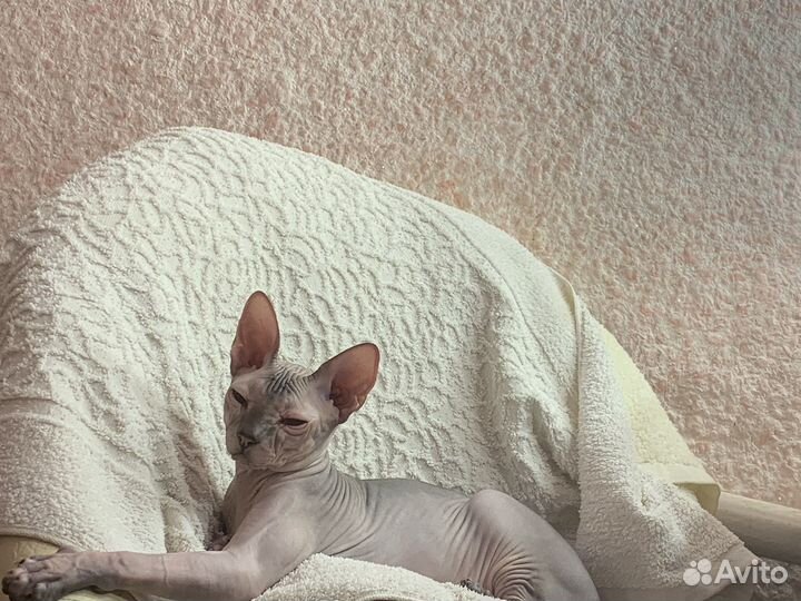 Донской сфинкс