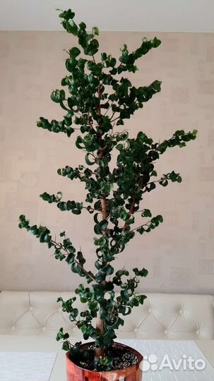 Фикус барок